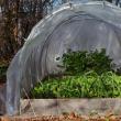 Å dyrke greener i et drivhus som virksomhet - fordeler